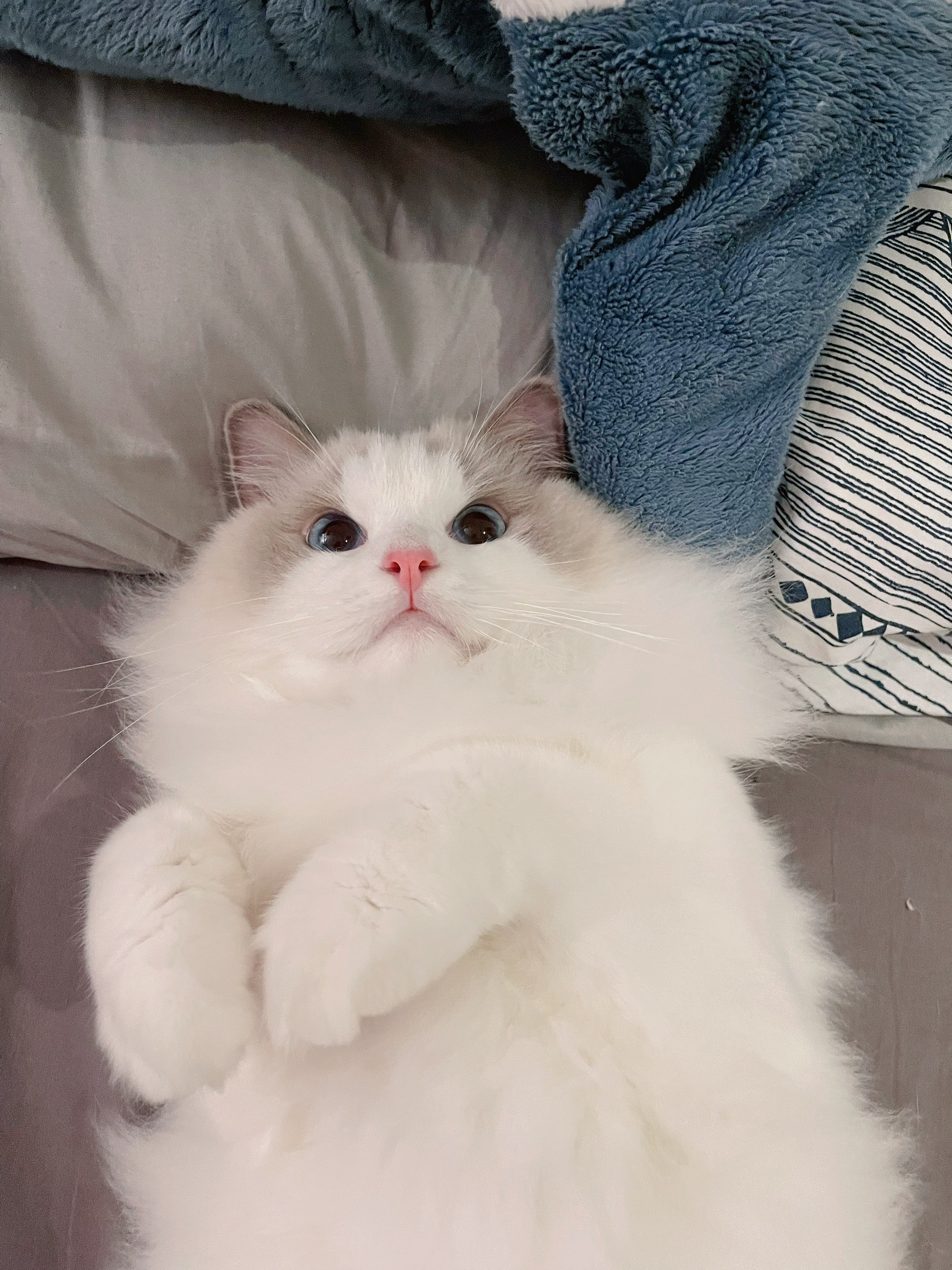 小翠花小姐